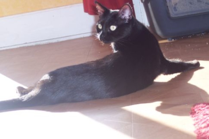 Picture of a cat / kitten / feline