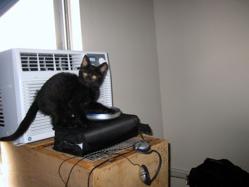 Picture of a cat / kitten / feline