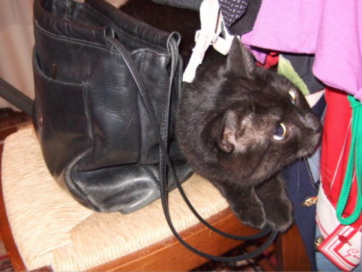 Picture of a cat / kitten / feline