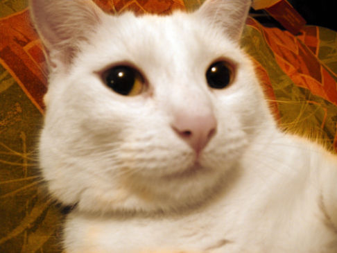 Picture of a cat / kitten / feline