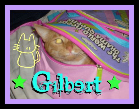 Picture of a cat / kitten / feline