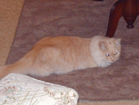 Picture of a cat / kitten / feline