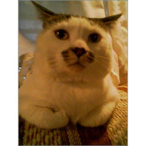 Picture of a cat / kitten / feline