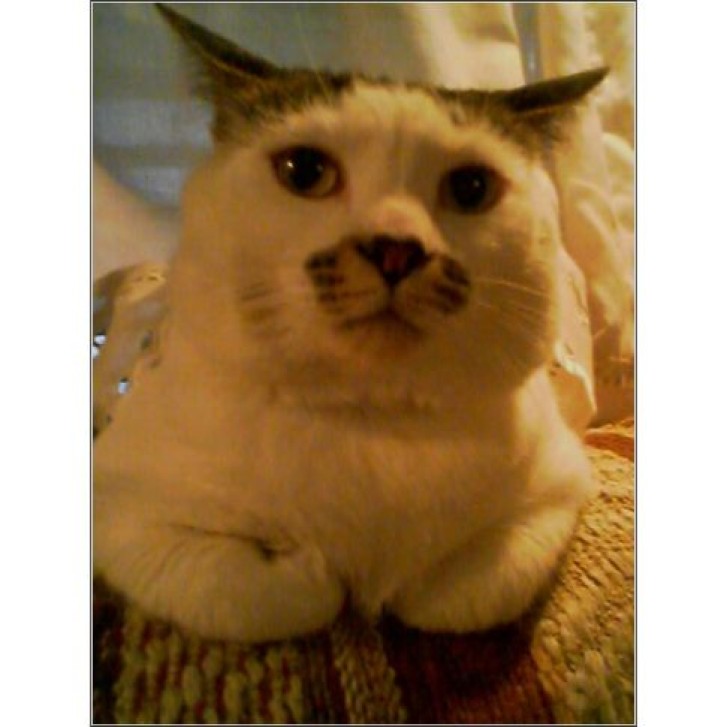 Picture of a cat / kitten / feline