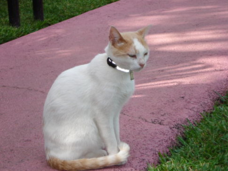 Picture of a cat / kitten / feline