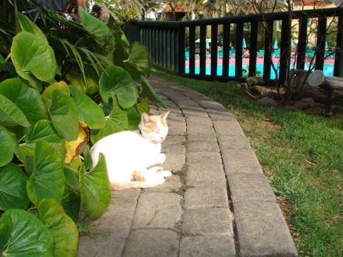 Picture of a cat / kitten / feline