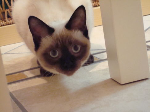 Picture of a cat / kitten / feline