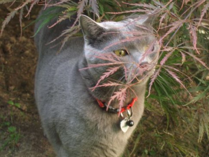 Picture of a cat / kitten / feline