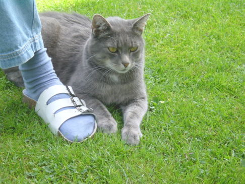 Picture of a cat / kitten / feline