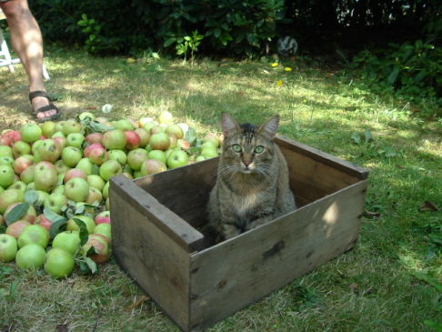 Picture of a cat / kitten / feline