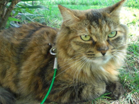 Picture of a cat / kitten / feline