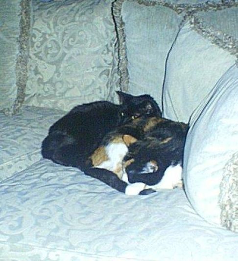 Picture of a cat / kitten / feline