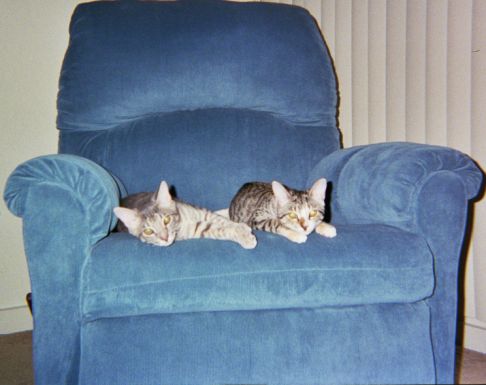 Picture of a cat / kitten / feline