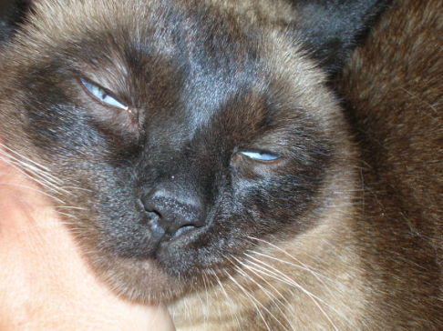 Picture of a cat / kitten / feline