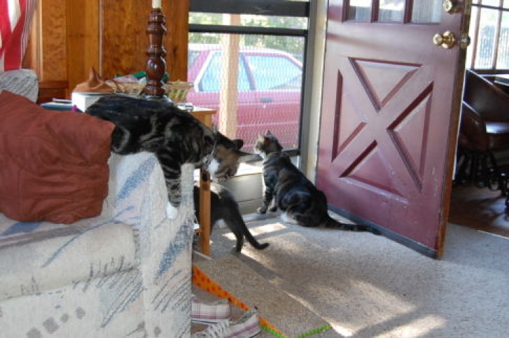 Picture of a cat / kitten / feline