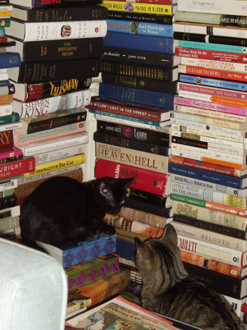 Picture of a cat / kitten / feline