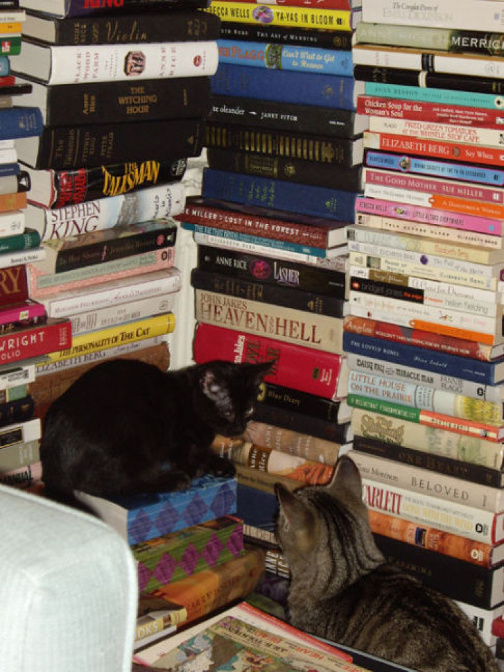 Picture of a cat / kitten / feline