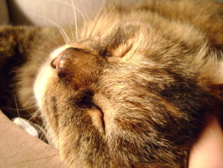 Picture of a cat / kitten / feline