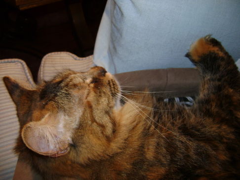 Picture of a cat / kitten / feline