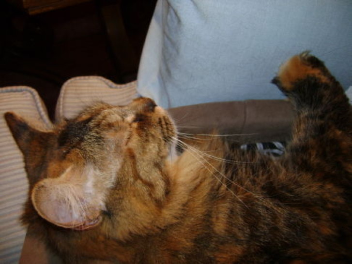 Picture of a cat / kitten / feline