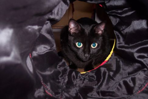 Picture of a cat / kitten / feline