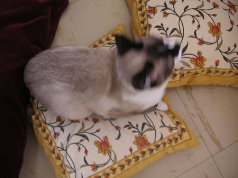 Picture of a cat / kitten / feline