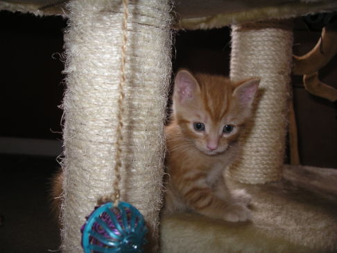 Picture of a cat / kitten / feline