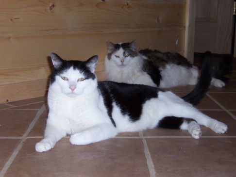 Picture of a cat / kitten / feline