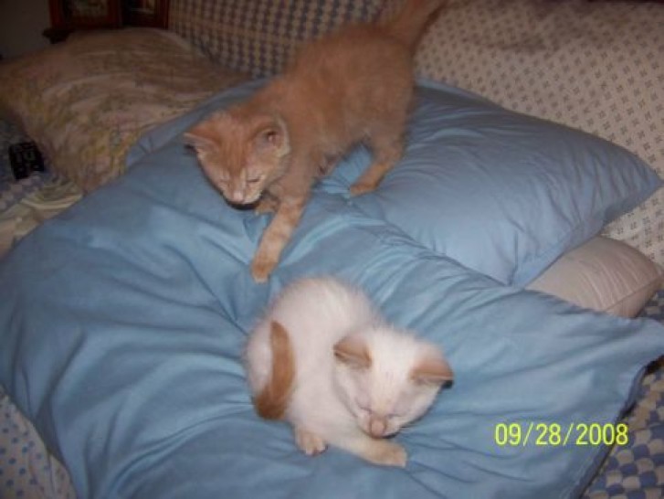 Picture of a cat / kitten / feline