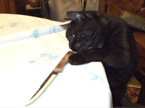 Picture of a cat / kitten / feline