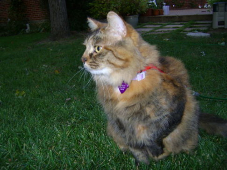 Picture of a cat / kitten / feline