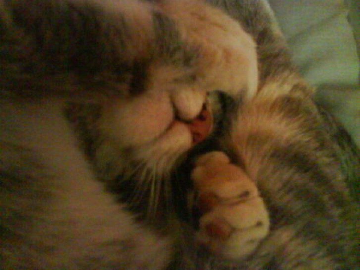 Picture of a cat / kitten / feline