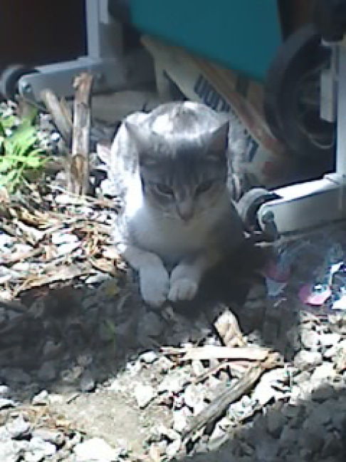 Picture of a cat / kitten / feline