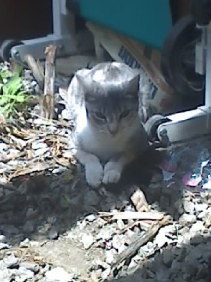 Picture of a cat / kitten / feline