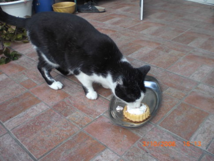 Picture of a cat / kitten / feline