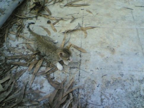 Picture of a cat / kitten / feline