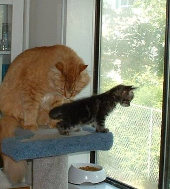 Picture of a cat / kitten / feline