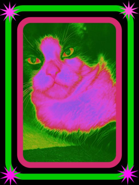 Picture of a cat / kitten / feline