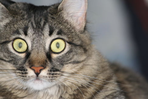 Picture of a cat / kitten / feline