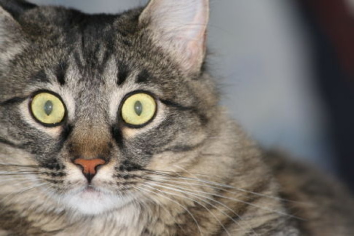 Picture of a cat / kitten / feline