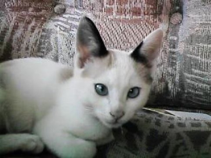 Picture of a cat / kitten / feline