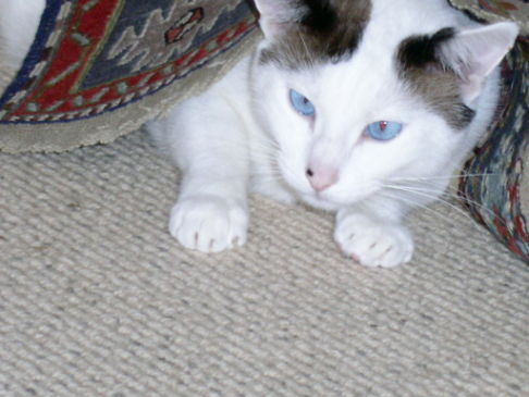 Picture of a cat / kitten / feline