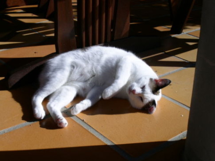 Picture of a cat / kitten / feline