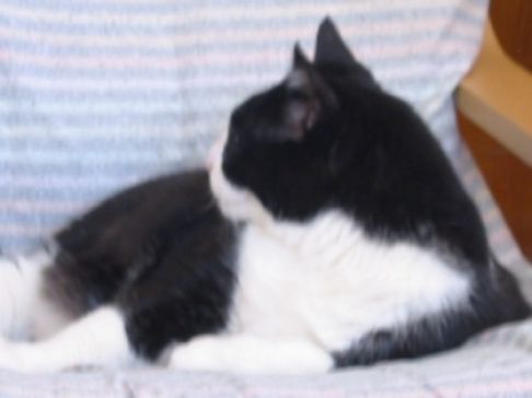 Picture of a cat / kitten / feline