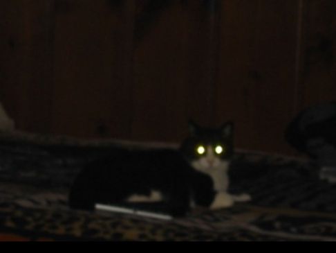 Picture of a cat / kitten / feline