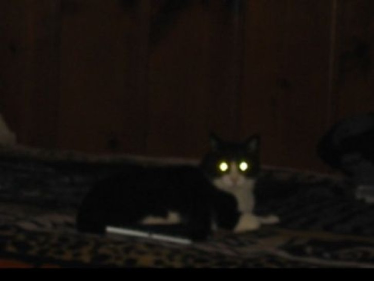 Picture of a cat / kitten / feline