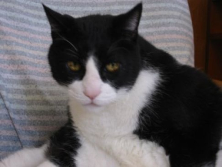 Picture of a cat / kitten / feline