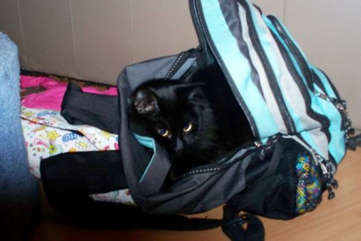 Picture of a cat / kitten / feline