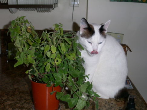 Picture of a cat / kitten / feline