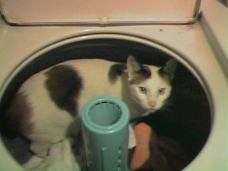 Picture of a cat / kitten / feline